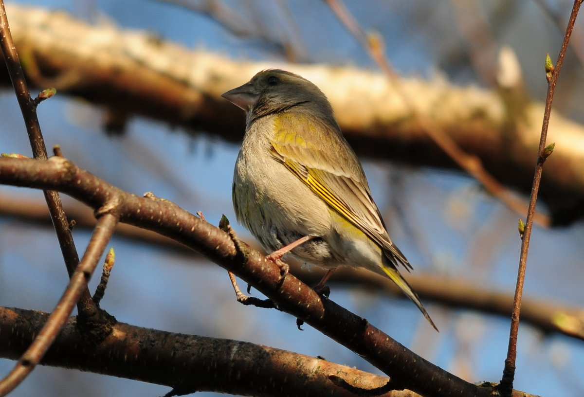Лесные птицы Ярославской области