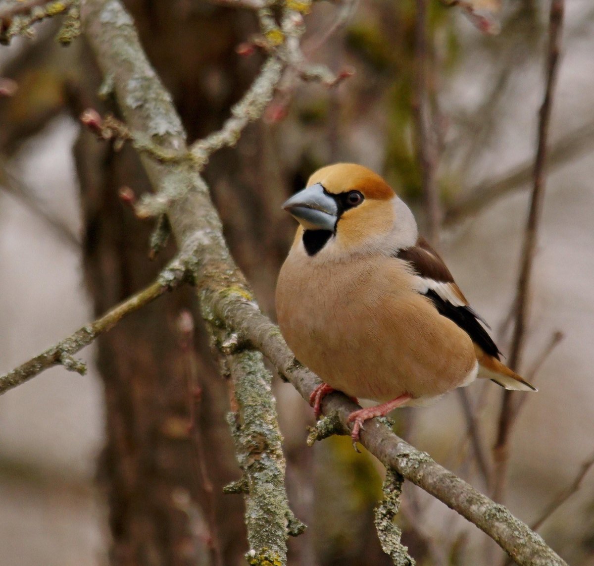 Дятел Дубонос