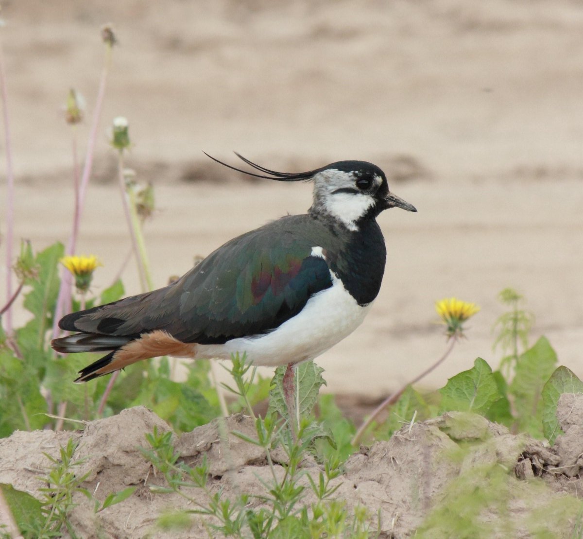 Редкие птицы Кировской области
