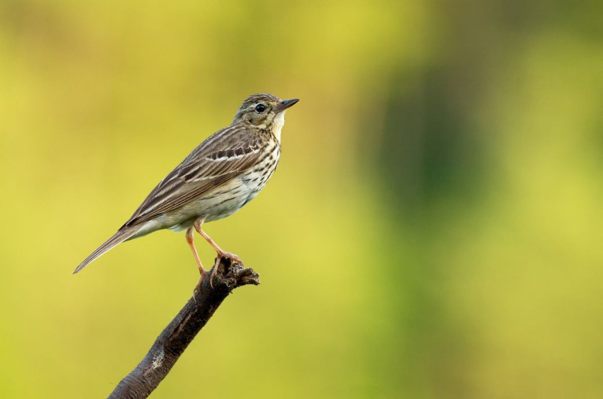 Птички в Кировской области