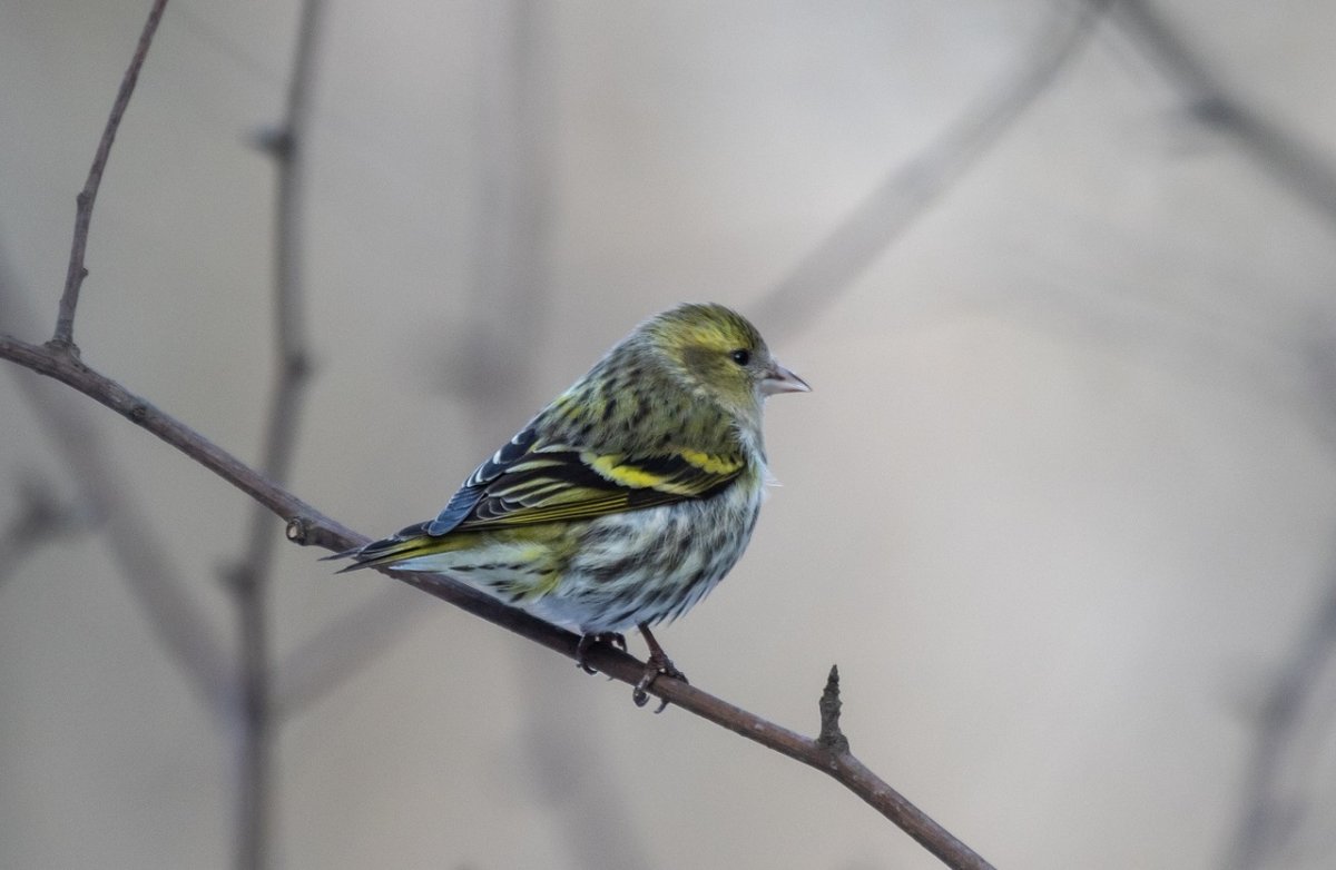 Маленькие зеленые птицы Кировской области