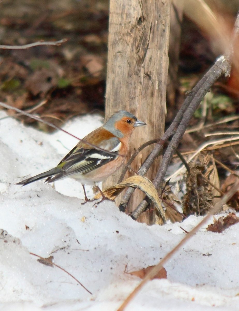 Зяблик Коми