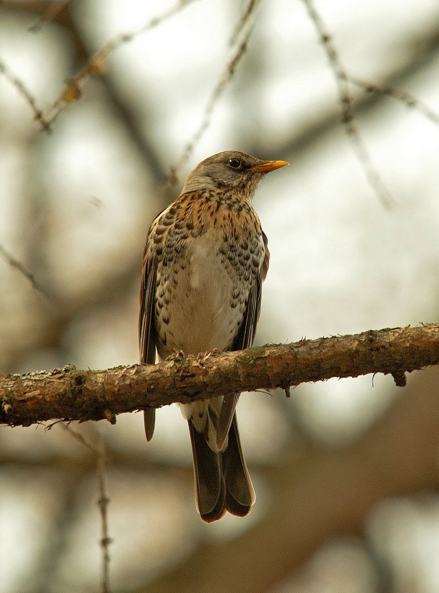 Дрозды Кировской области