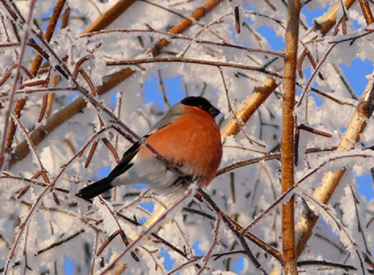 Птицы средней полосы зимой