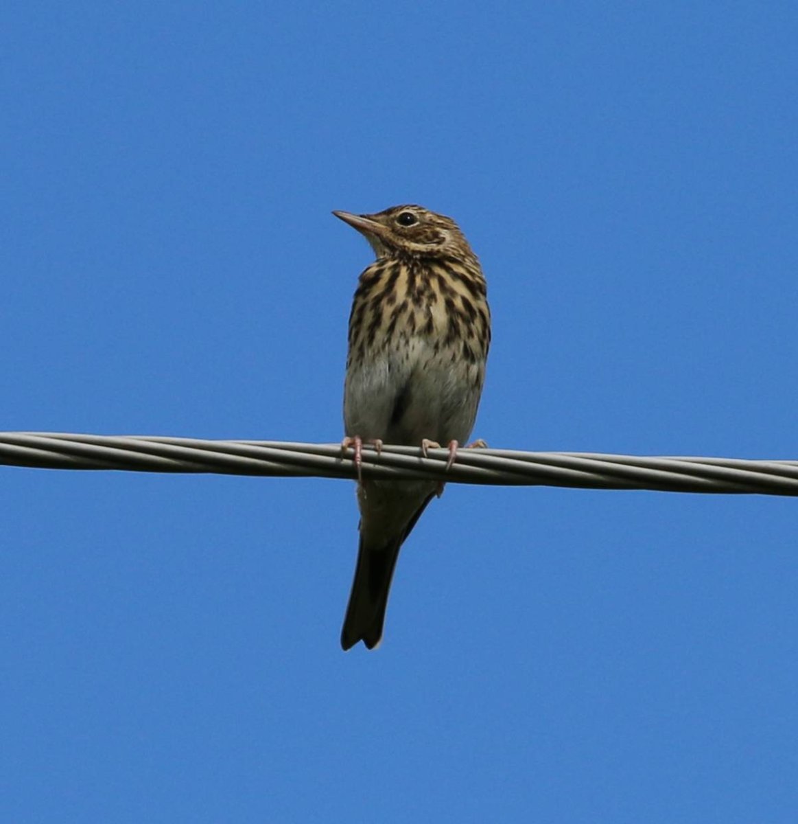 Птички в Кировской области