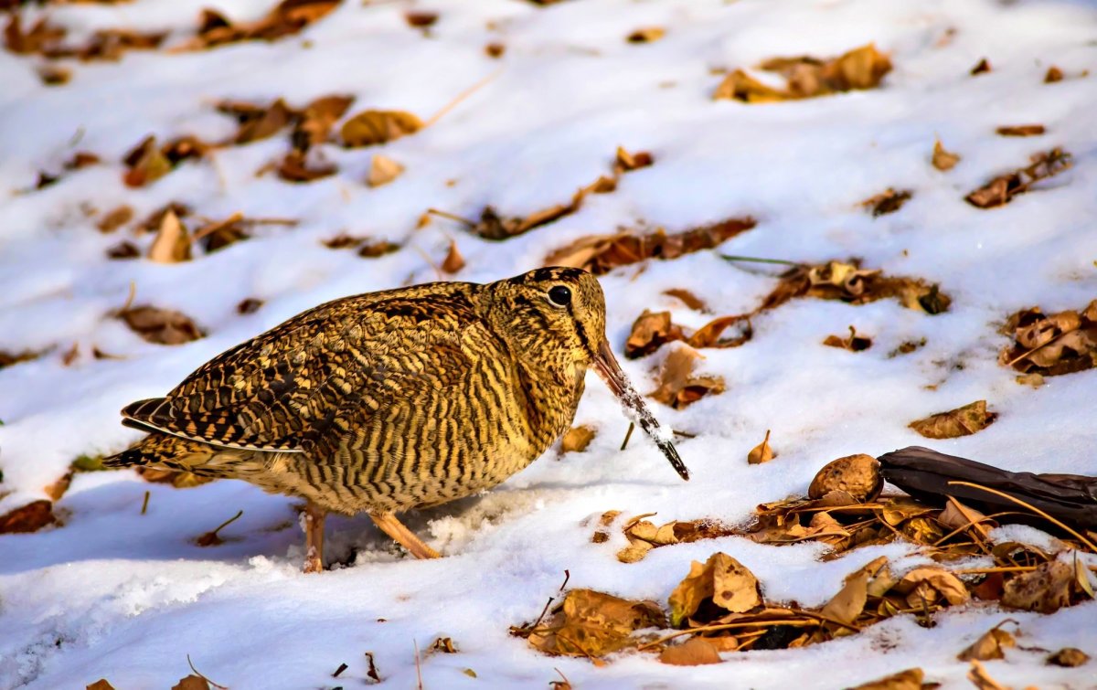 Амамийский вальдшнеп