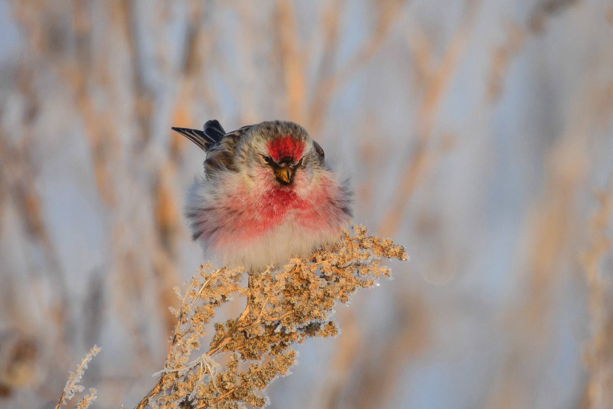 Картинка редкие птицы Кировской области картинки