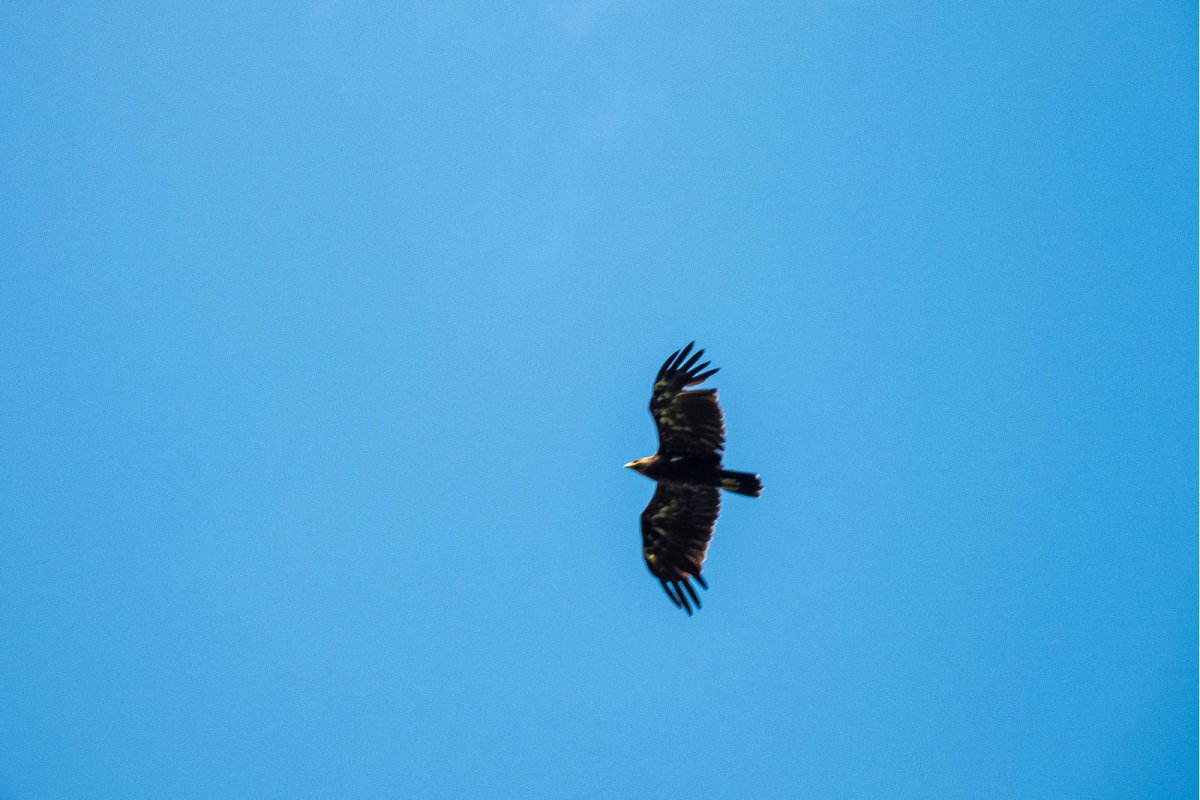 Большие птицы Кировской области