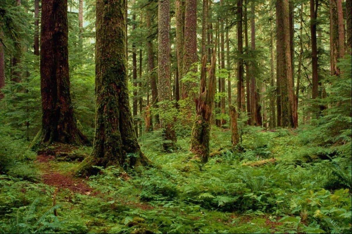 Растительность тайги в Евразии