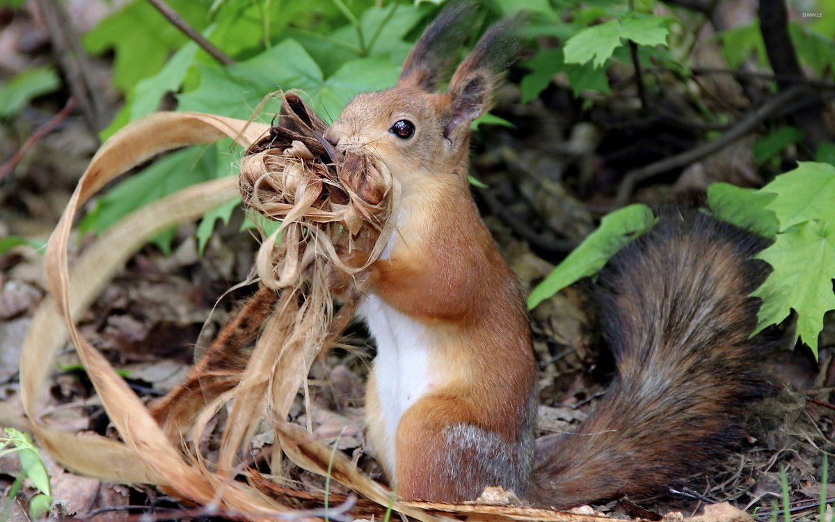 Белка широколиственного леса