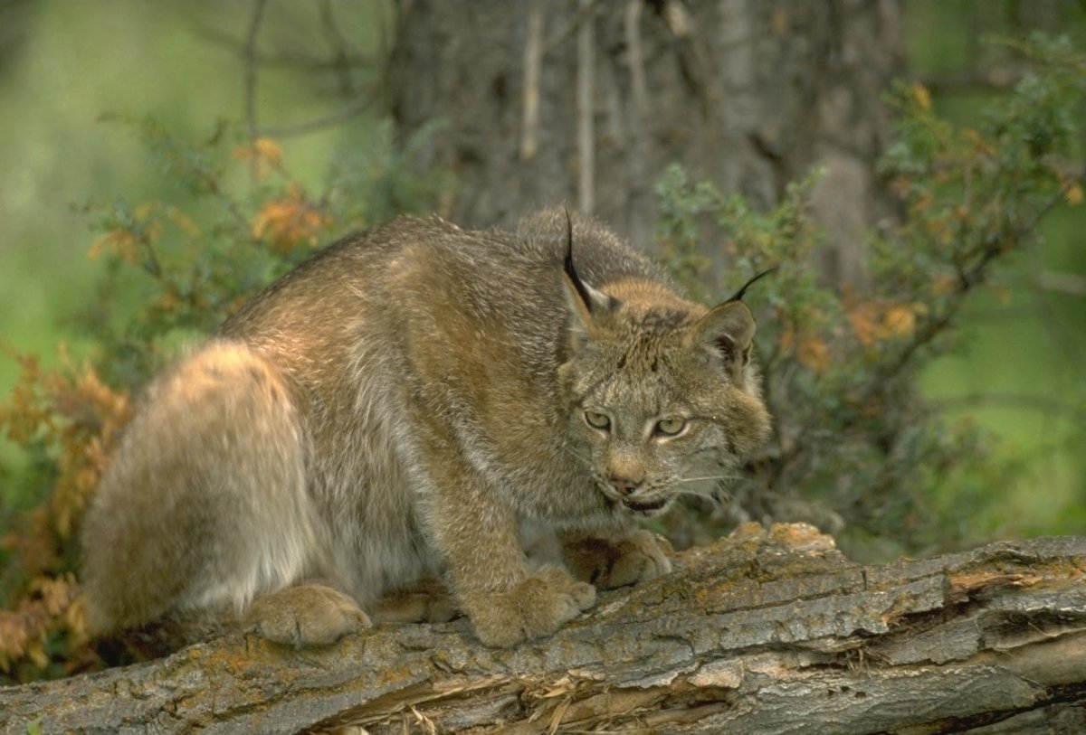 Широколиственные леса животные