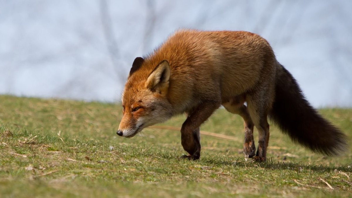 Лисицы широколиственных лесов