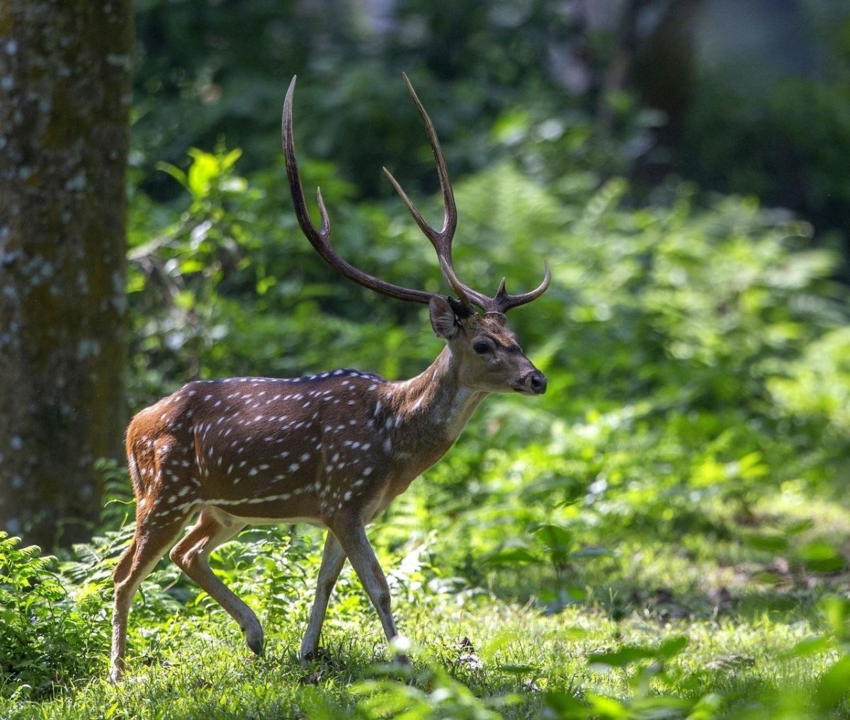Уссурийский пятнистый олень