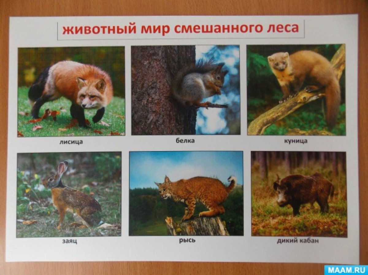 Смешанный и широколиственный лес животные