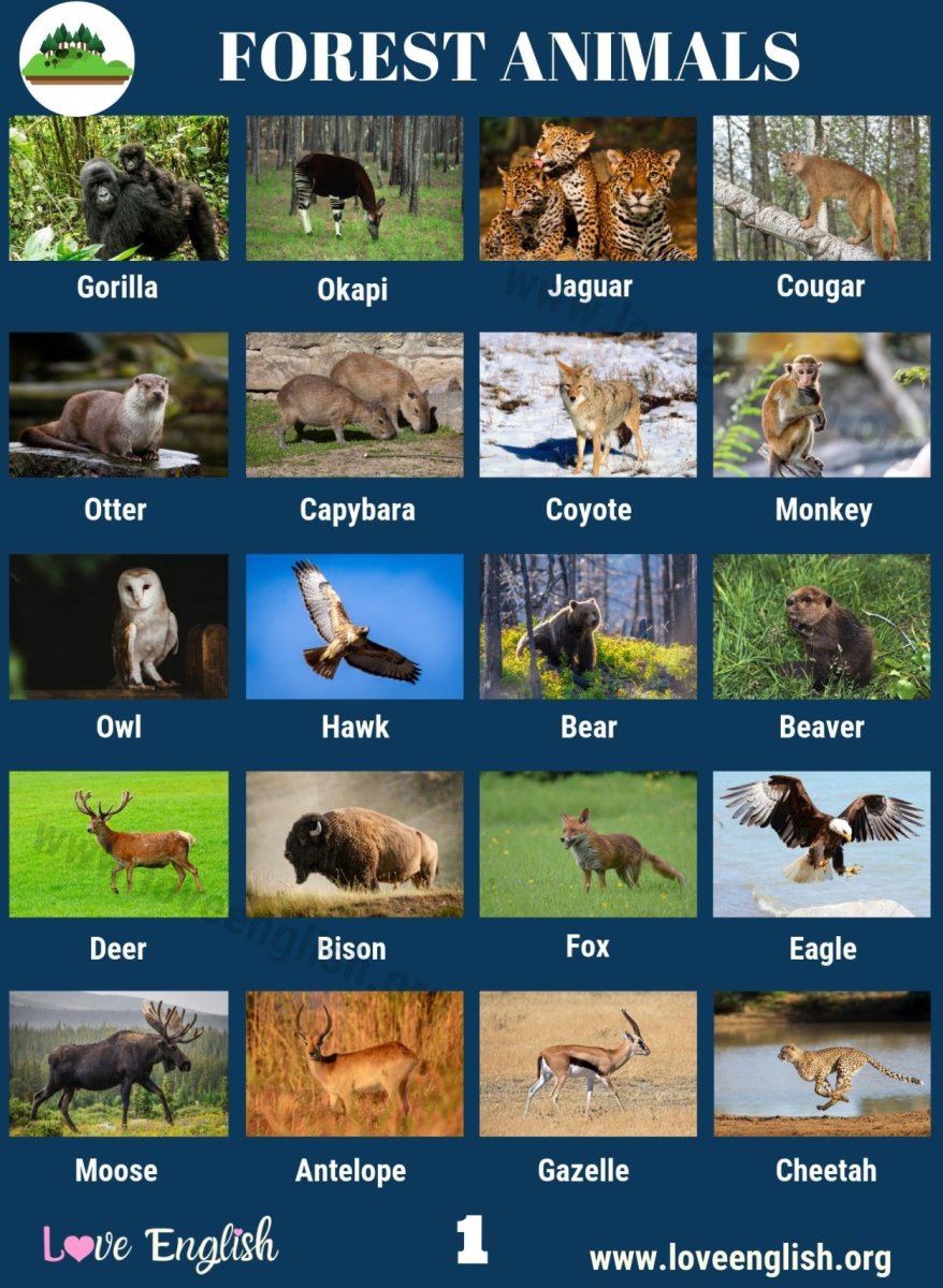 Форест животные