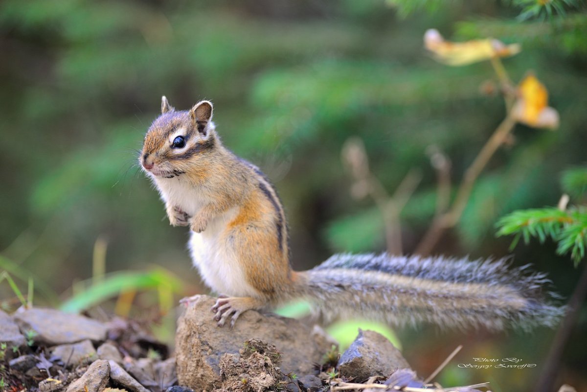 Животные широколиственных лесов лесов России