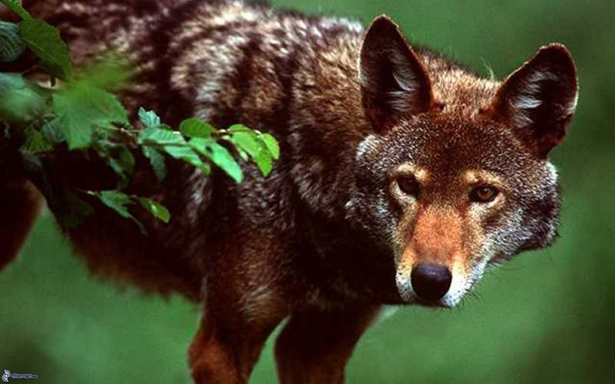 Волк широколиственных лесов