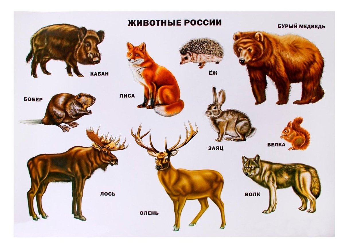 Плакат. Животные России