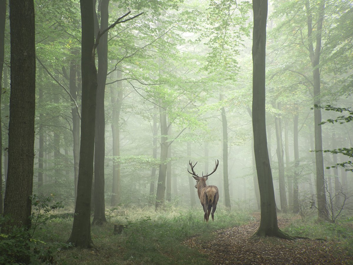 Фон леса и зверей