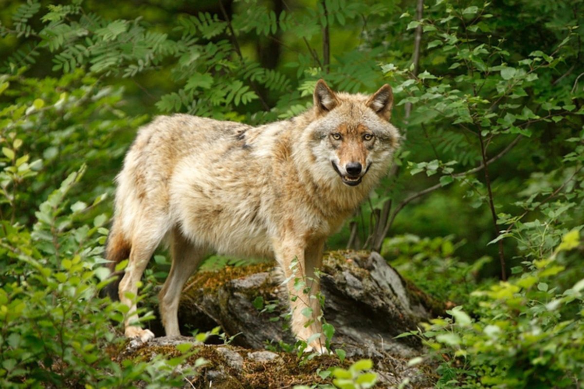 Волк смешанных широколиственных лесов