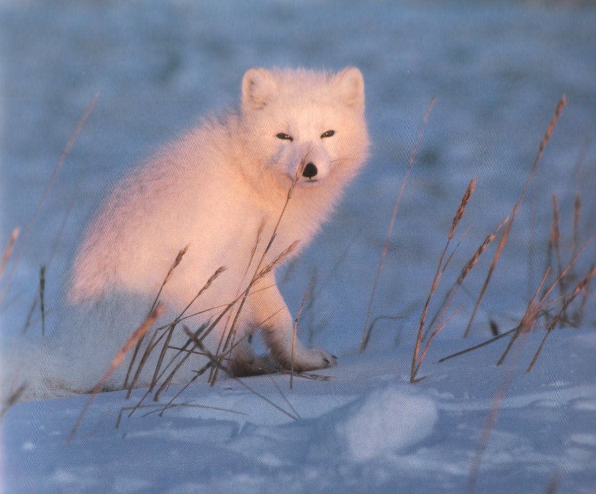 Песец зоны арктических пустынь