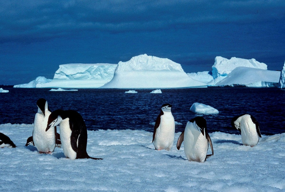 Антарктида для детей