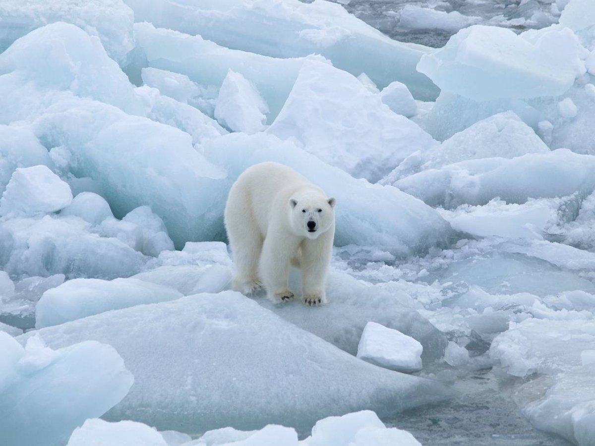 Арктическая пустыня животный мир