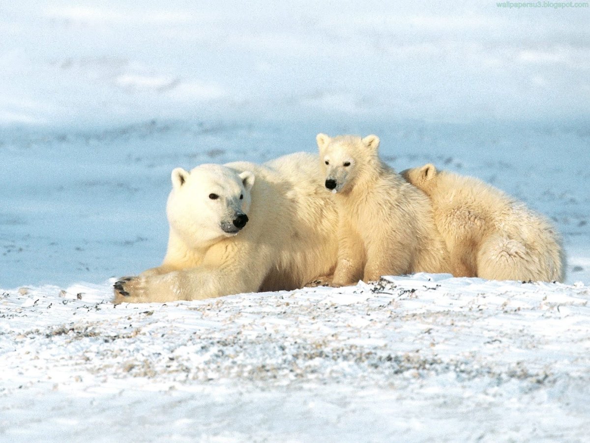 Белые медведи арктических пустынь России