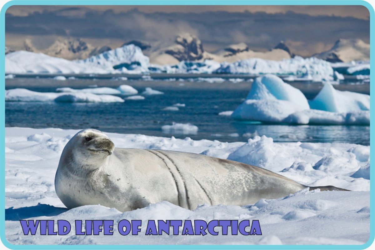 Полярный Арктика Антарктика