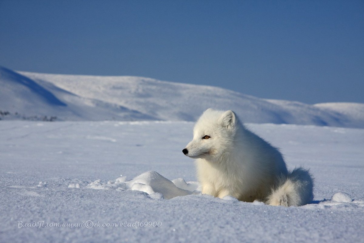 Югыд ва песец