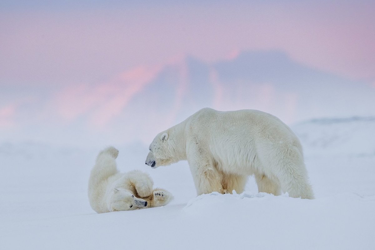 Мишка на Северном полюсе