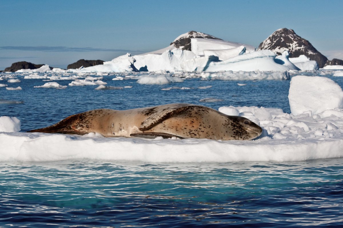 Жизнь в Арктике