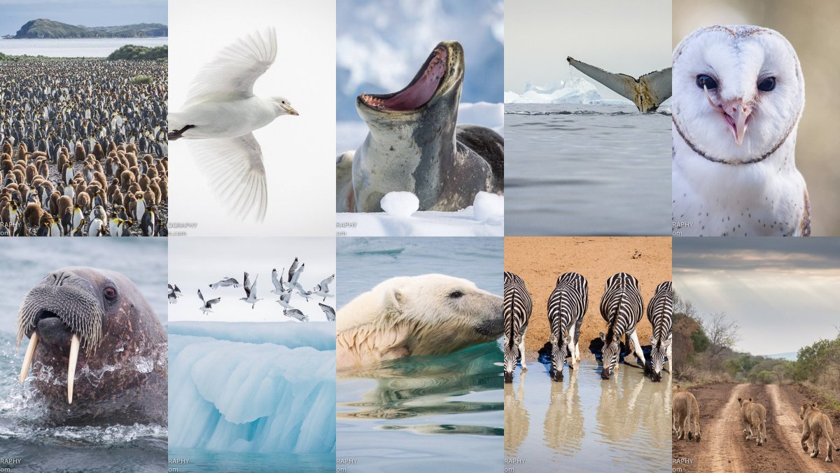 Северный Ледовитый океан Флора и фауна