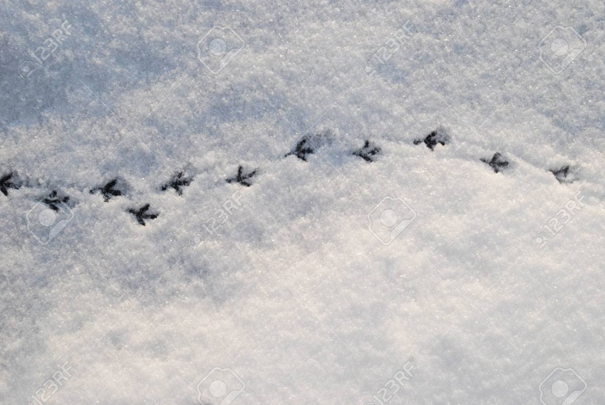 Следы воробья на снегу