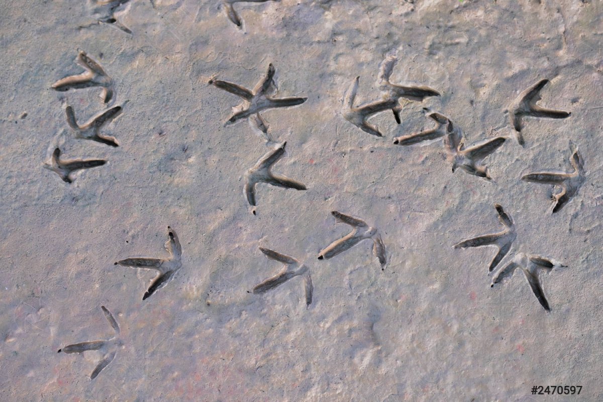 Следы голубей на песке