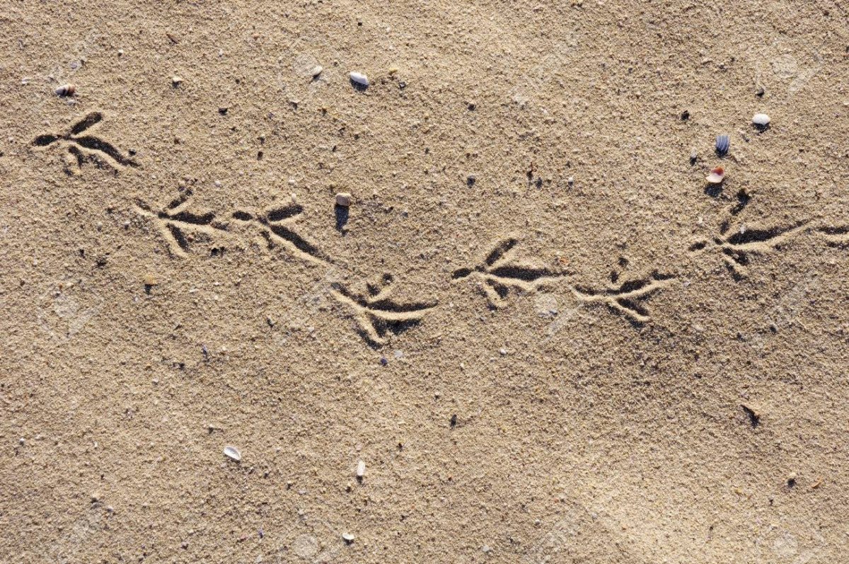 Отпечаток птицы на песке