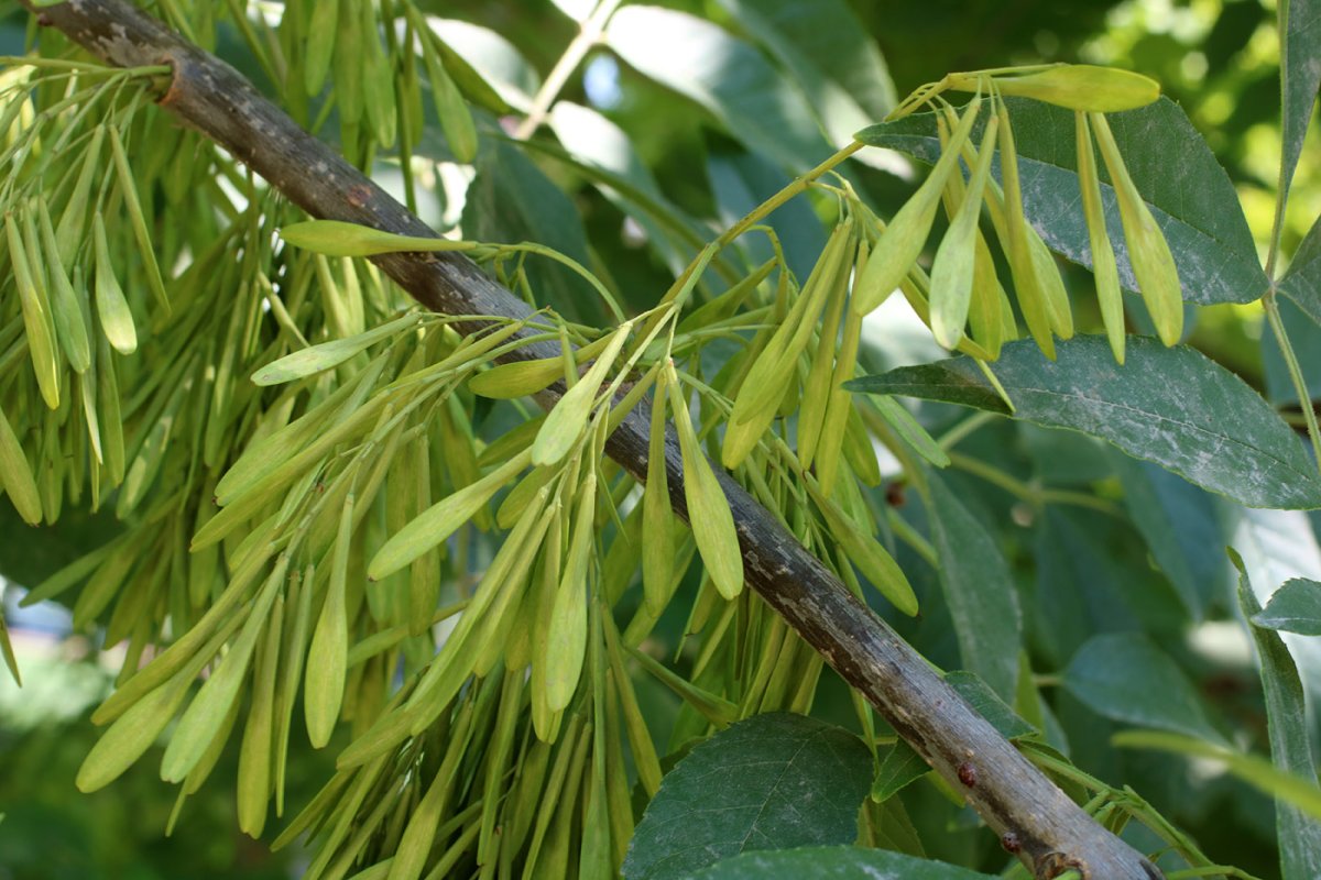 Ясень узколистный