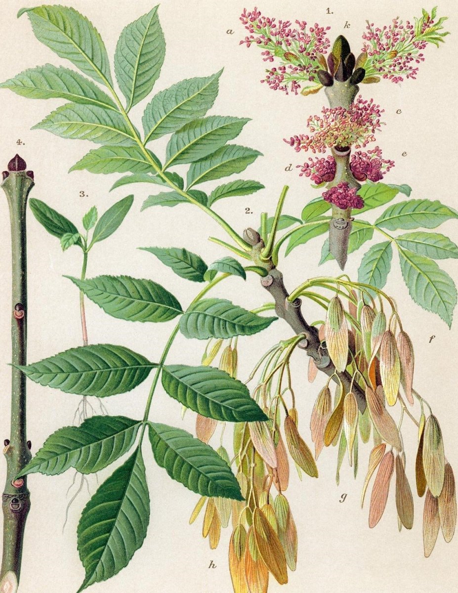 Fraxinus Excelsior цветы