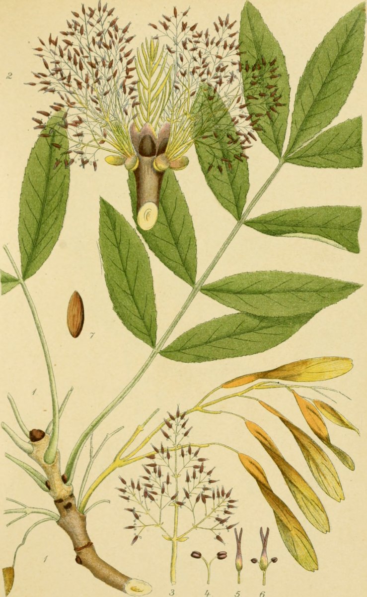 Ясень обыкновенный соцветие