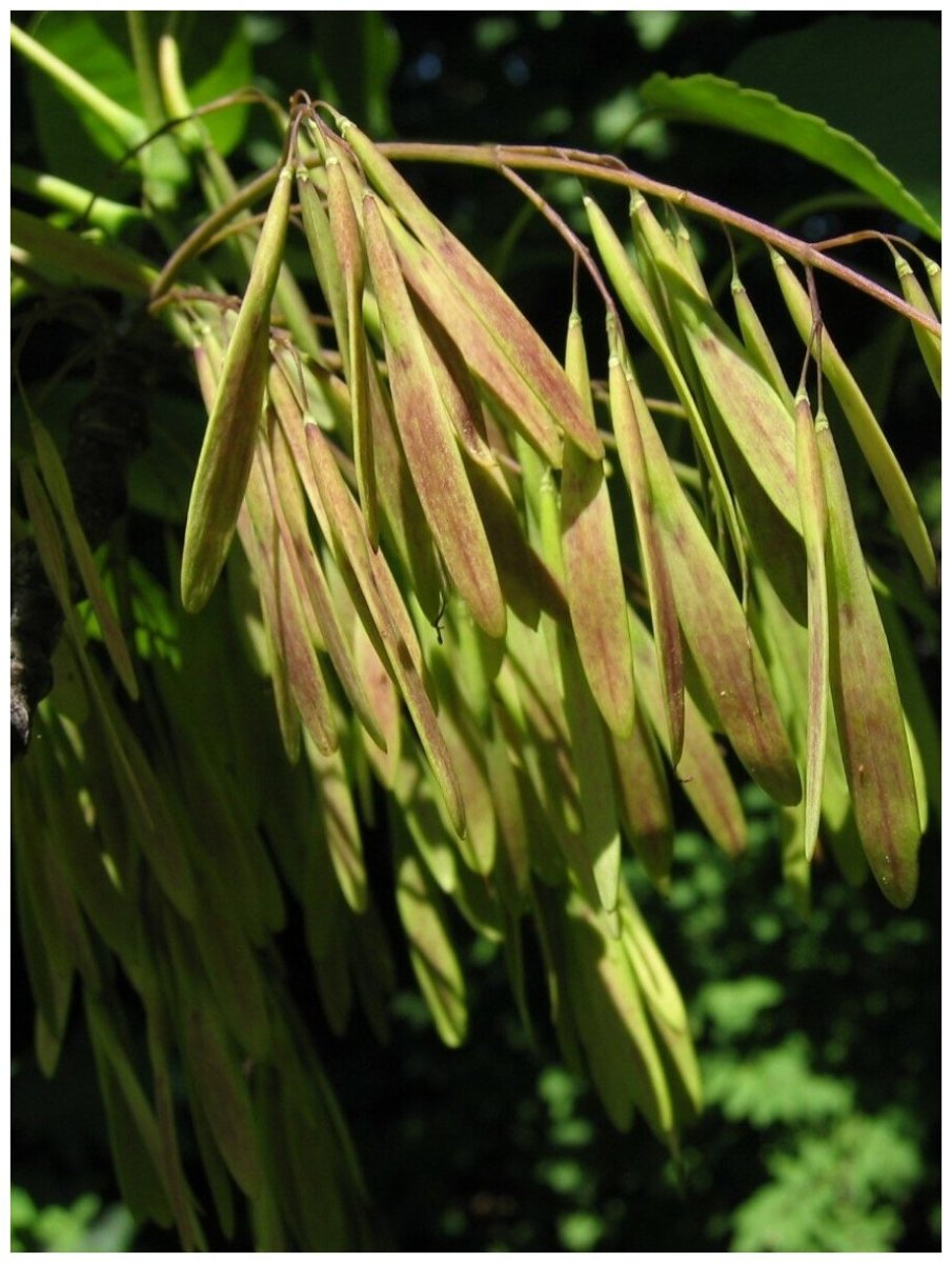 Семена ясеня