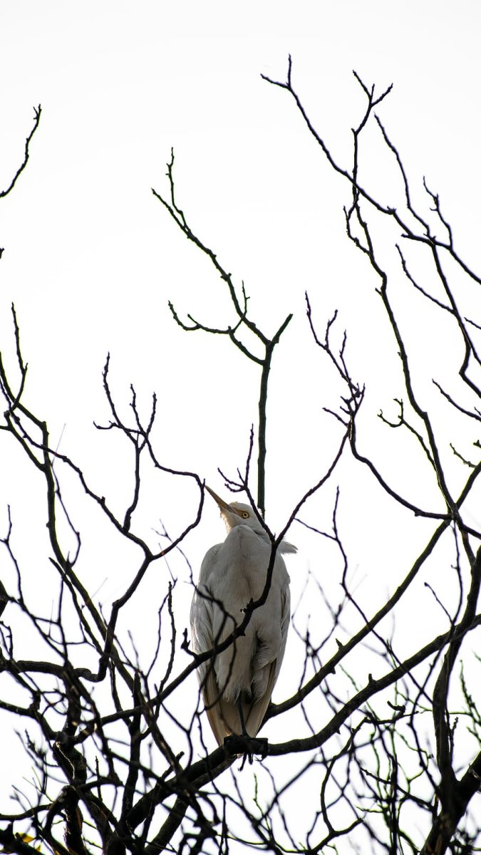 Белая птица на дереве