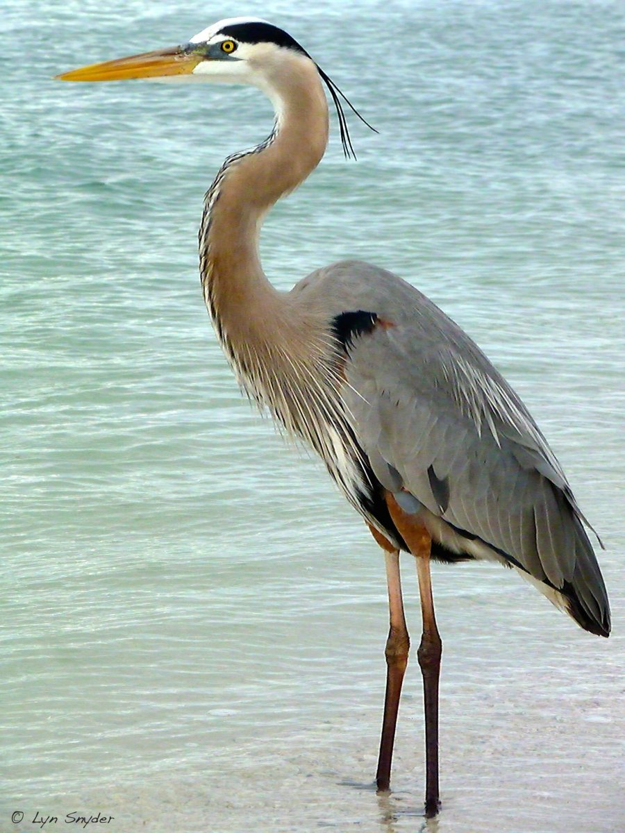 Красноносая цапля