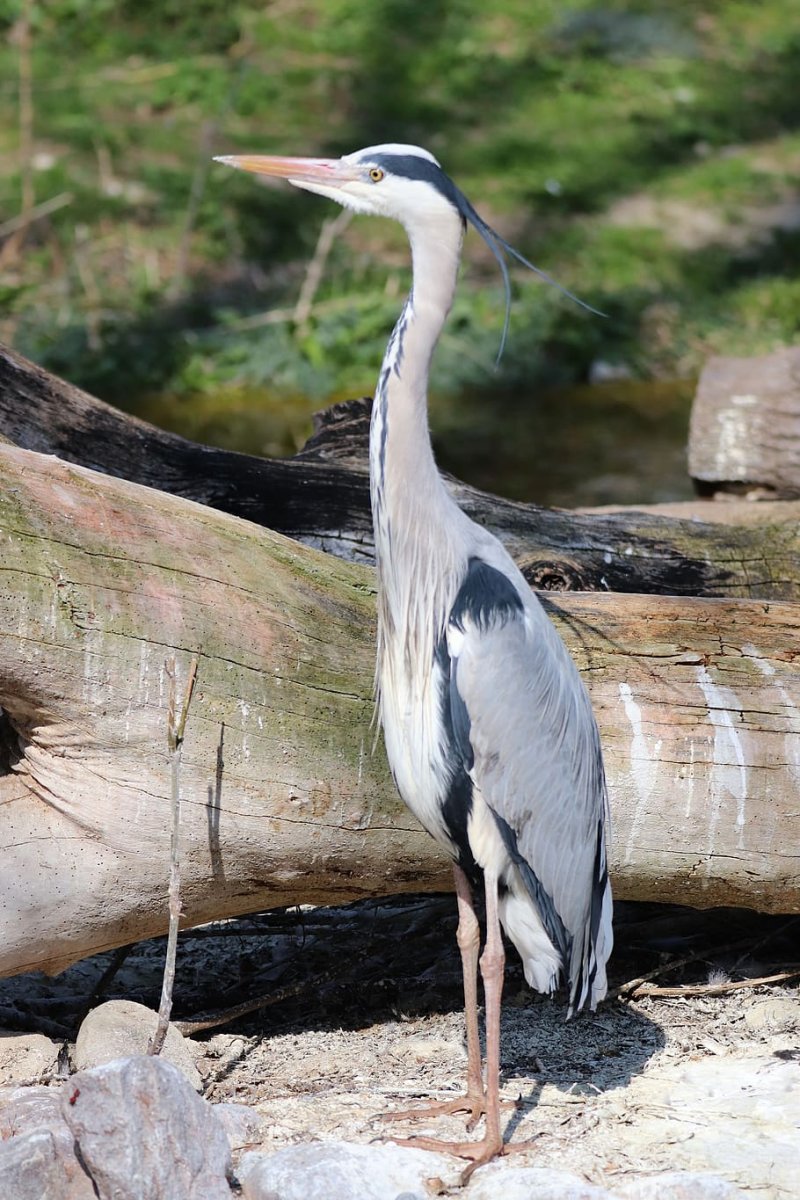 Цапля водоплавающая птица
