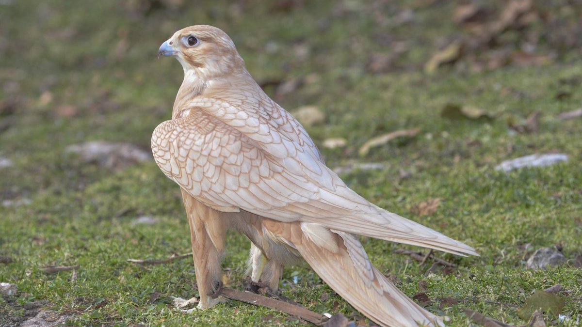Соколы Кречет и Сапсан