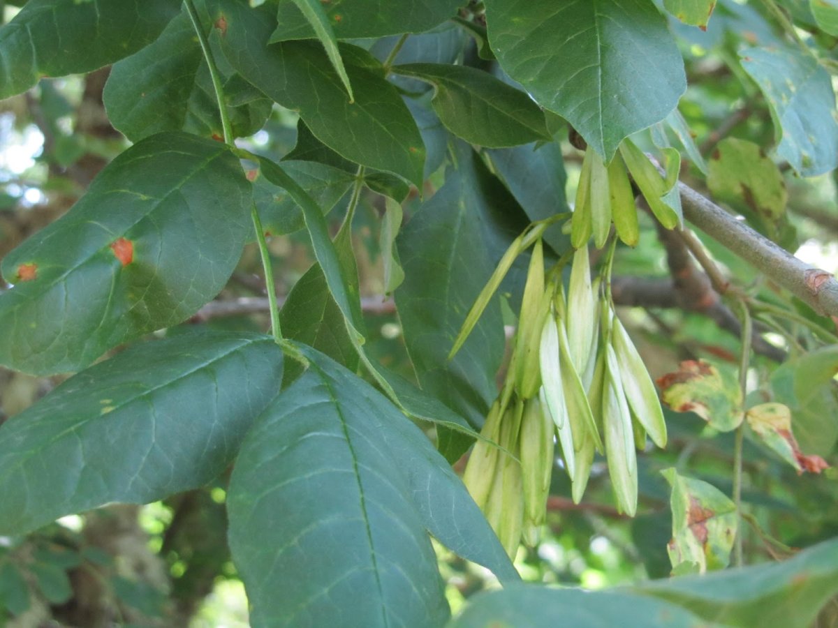 Ясень пенсильванский цветение