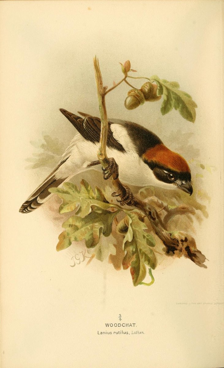 Старинные иллюстрации животных