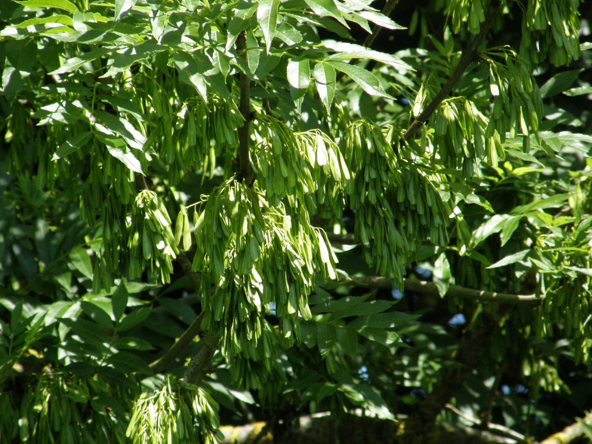 Ясень сирийский