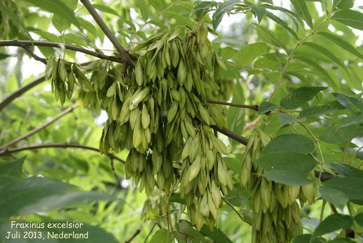 Ясень обыкновенный (высокий) Fraxinus Excelsior l.