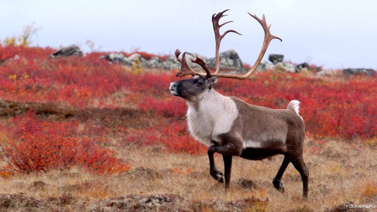 Сибирский тундряной Северный олень