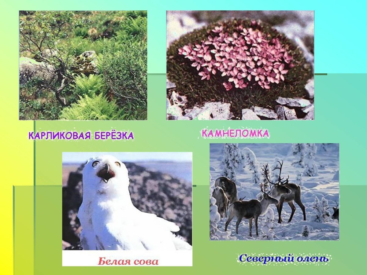 Животный мир тундры в Евразии